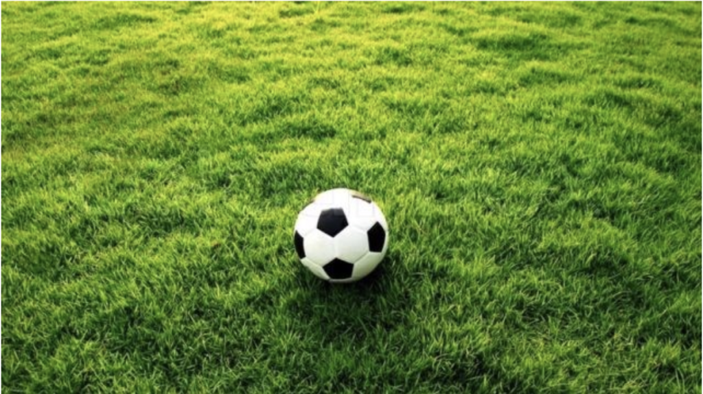 Top most popular and quality types of soccer field grass