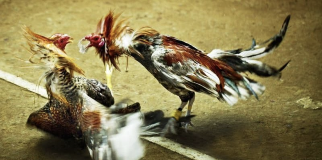 Cambodian Cockfighting – Where the Bloodiest Battles Converge