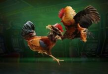 Cambodian Cockfighting – The Truth Behind the Breath-Taking Matches