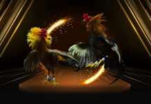 ee88 cockfighting and exciting betting halls for cockfighting enthusiasts.