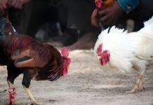 Evaluating Gamefowl Legs Methods Finding Great Roosters