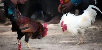 Evaluating Gamefowl Legs Methods Finding Great Roosters