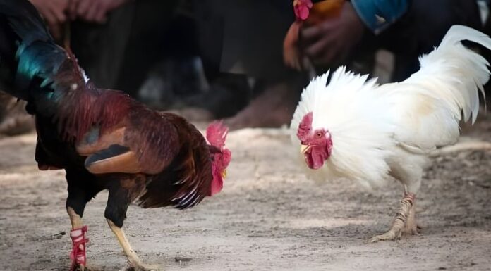 Evaluating Gamefowl Legs Methods Finding Great Roosters