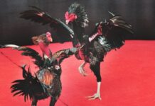 Steel Cockfighting – An Interesting Betting Solution