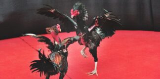 Steel Cockfighting – An Interesting Betting Solution