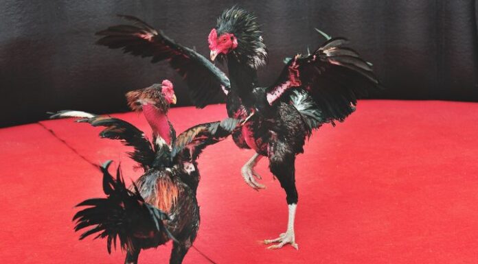 Steel Cockfighting – An Interesting Betting Solution