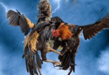 Sunwin Cockfighting – Watch Intense Rooster Fighting Battles