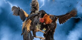 Sunwin Cockfighting – Watch Intense Rooster Fighting Battles