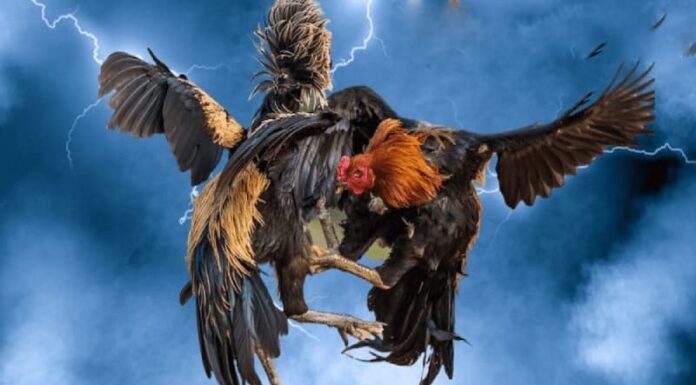 Sunwin Cockfighting – Watch Intense Rooster Fighting Battles