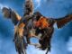 Sunwin Cockfighting – Watch Intense Rooster Fighting Battles