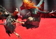 Secrets to Raising Powerful Fighting Cocks with Extreme Efficiency in 2026