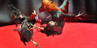 Secrets to Raising Powerful Fighting Cocks with Extreme Efficiency in 2026