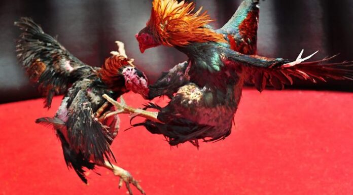 Secrets to Raising Powerful Fighting Cocks with Extreme Efficiency in 2026