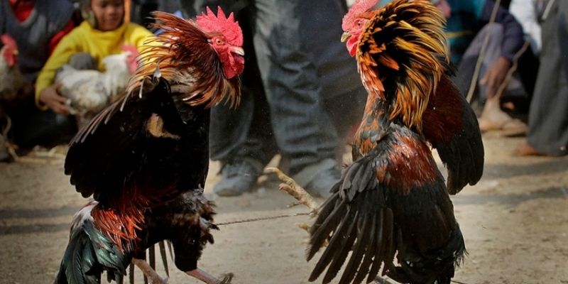 Cockfighting schedule showing dates, times, and event categories