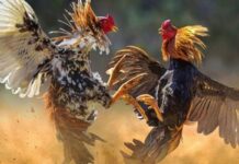 Cockfighting Schedule – Guide To Event Information Cockfighting Schedule - Guide To Event Information