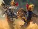 Cockfighting Schedule – Guide To Event Information Cockfighting Schedule - Guide To Event Information