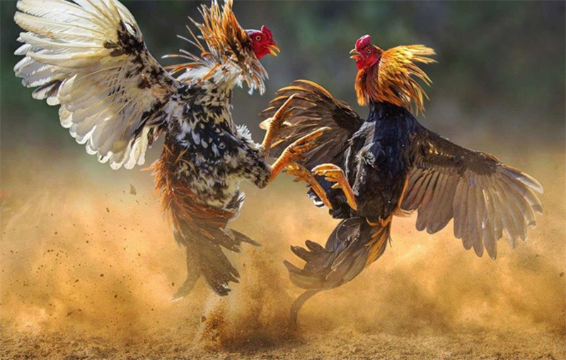 How to Register for IWIN Cockfighting Through Simple and Easy Steps