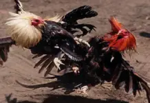 IWIN Cockfighting – Follow Exciting Battles in the Arena IWIN Cockfighting Offers Multiple Match Formats with Distinct Characteristics