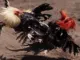 IWIN Cockfighting – Follow Exciting Battles in the Arena IWIN Cockfighting Offers Multiple Match Formats with Distinct Characteristics