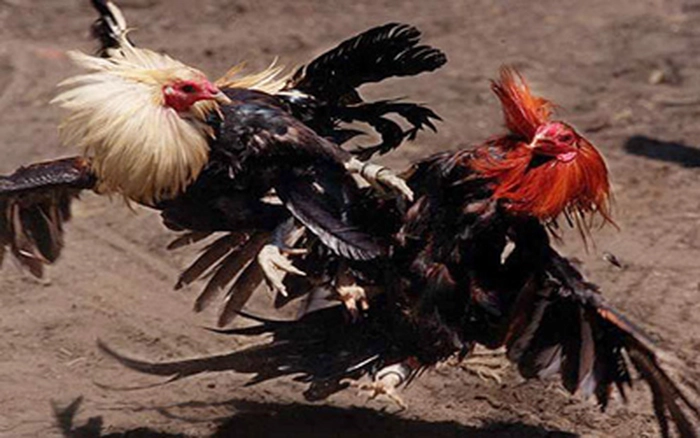 IWIN Cockfighting Offers Multiple Match Formats with Distinct Characteristics