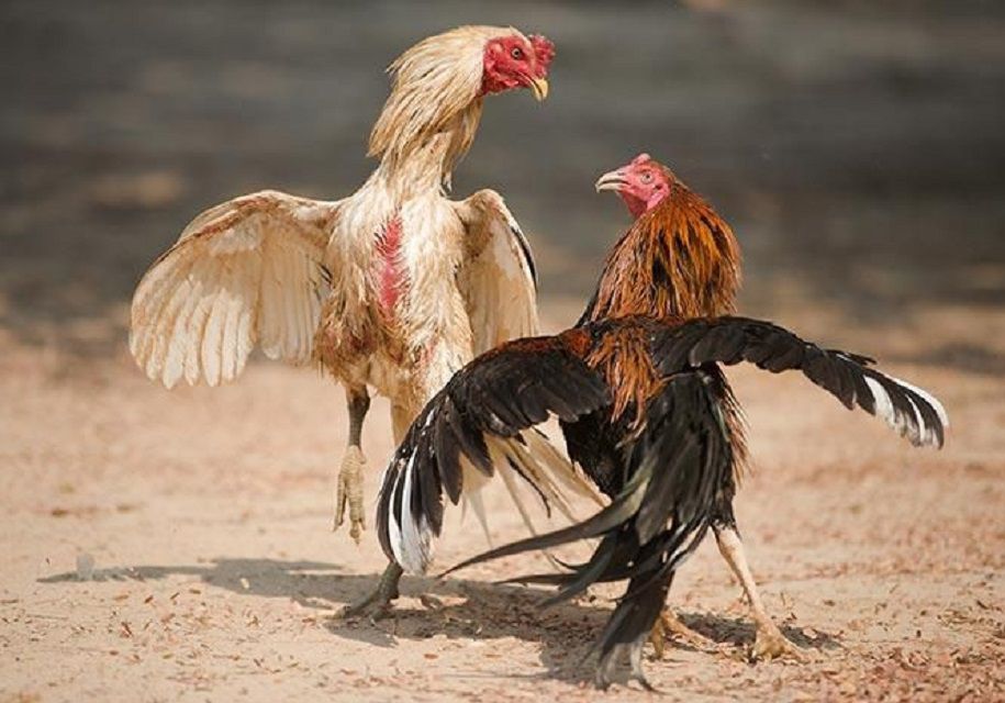 IWIN Cockfighting Provides a Clear Experience with Match Schedules and Real-Time Footage